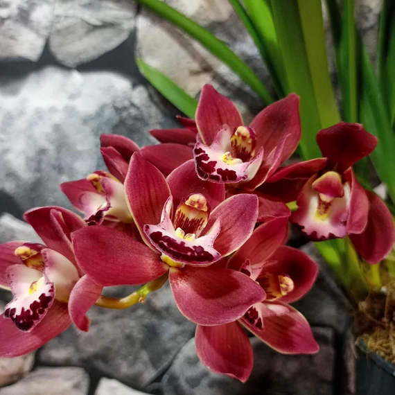 Cymbidium Raaya