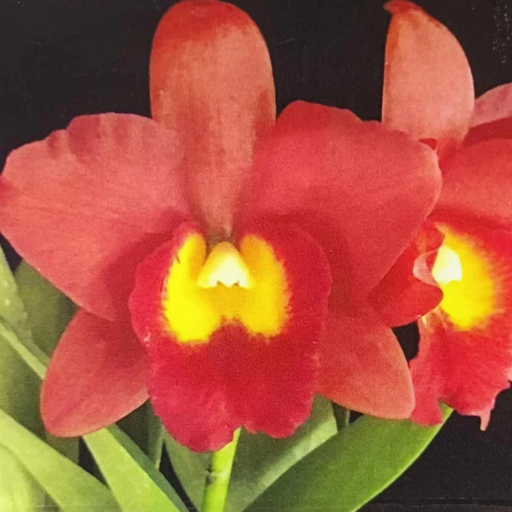 Cruth. Harng Yay x Burana Angel 'Solid Red'