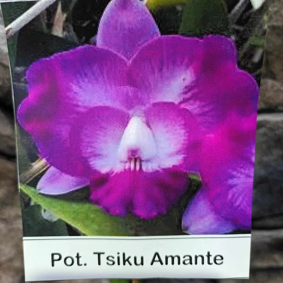 Pot. Tsiku Amante