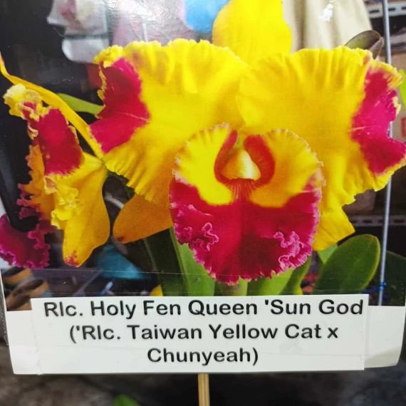 Rlc. Holy Fen Queen 'Sun God'