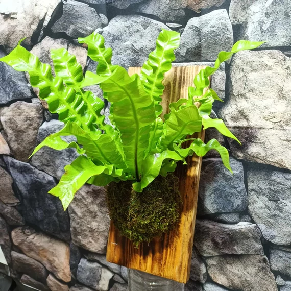 Asplenium Nidus Crispy Wave, madárfészek páfrány falapra erősítve