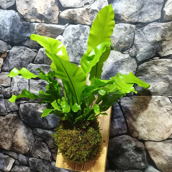 Asplenium nidus páfrány falapra erősítve