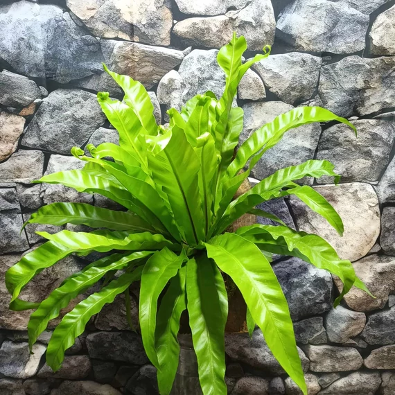 Asplenium nidus 'Osaka' falapra erősítve