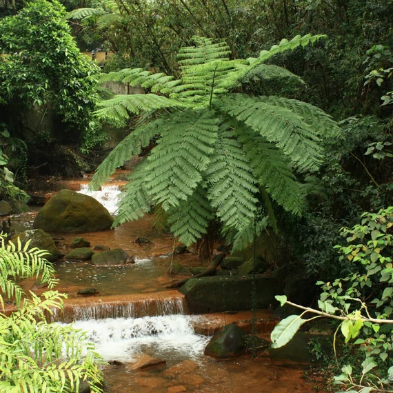 Cyathea australis páfrányfa