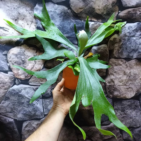 Platycerium bifurcatum, szarvasagancs páfrány