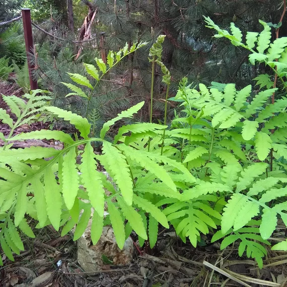 Onoclea sensibilis - gyöngypáfrány