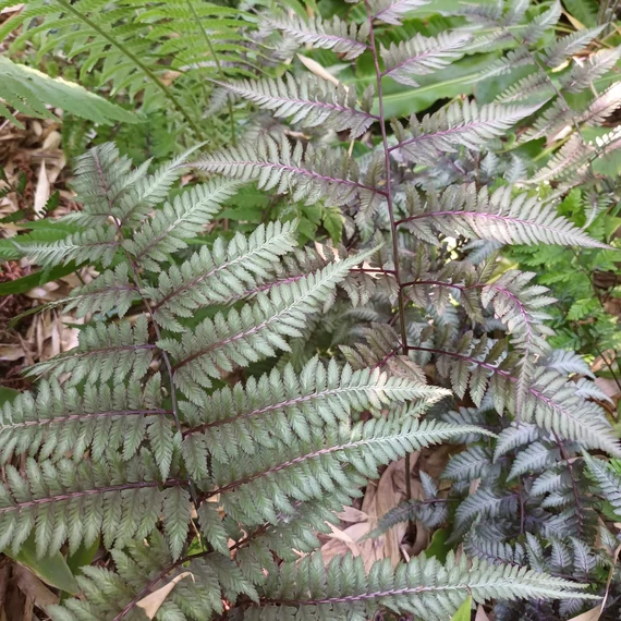 Athyrium niponicum 'Red Beauty'