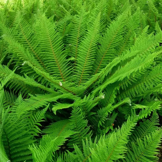 Polystichum setiferum 'Herrenhausen'