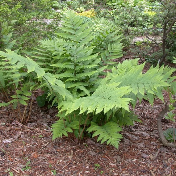 Dryopteris goldiana