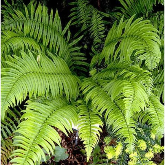 Dryopteris atrata - borzas pajzsika