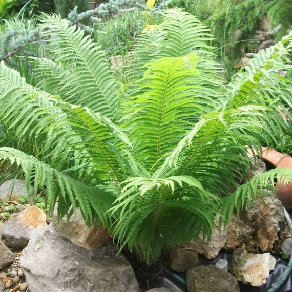Matteuccia orientalis – Struccpáfrány