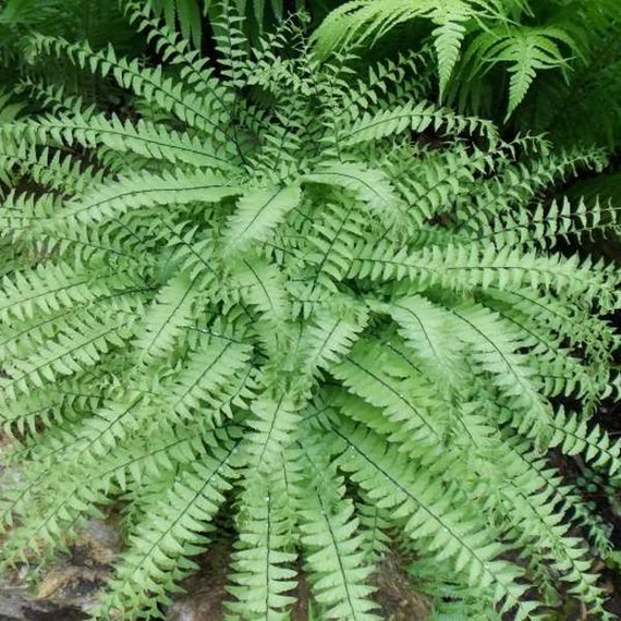 Adiantum pedatum - vénuszfodorka