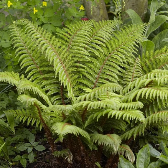 Polystichum polyblepharum - vesepáfrány