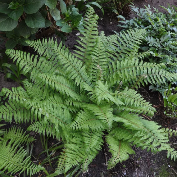 Polystichum setiferum - Díszes vesepáfrány