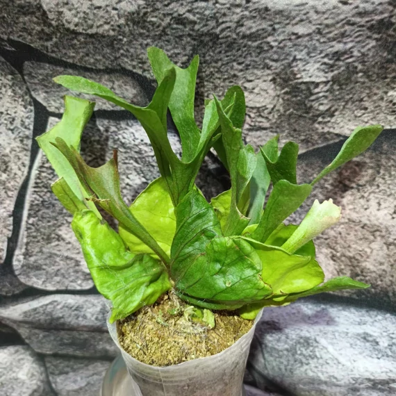 Platycerium ridleyi var. 'coral' (TC)