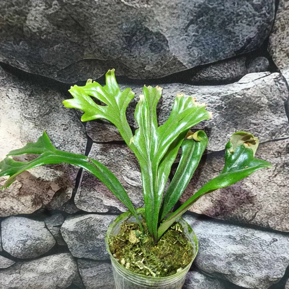 Polypodium longifolia