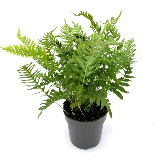 Polypodium vulgare – Közönséges édesgyökerű páfrány