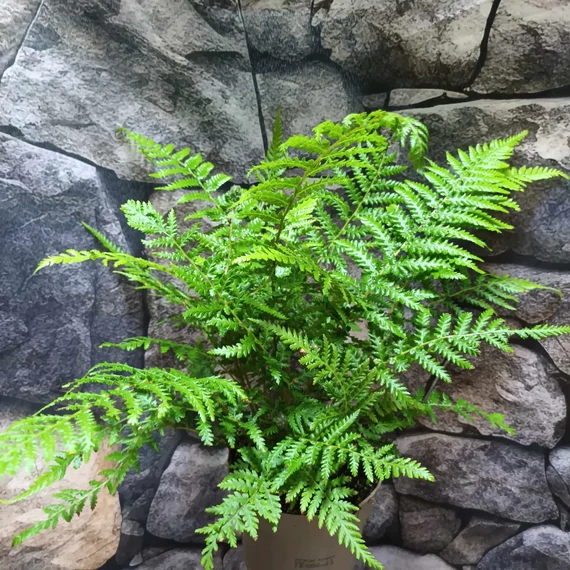 Dicksonia fibrosa, törzset nevelő páfrányfa
