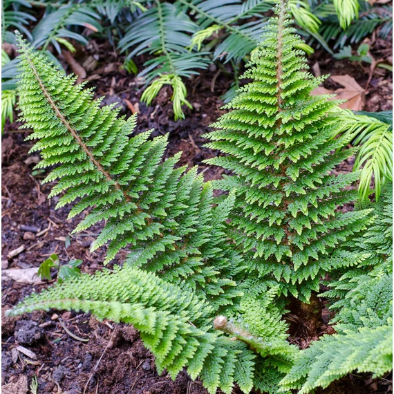 Polystichum setiferum 'Plumosum Densum' - díszes vesepáfrány