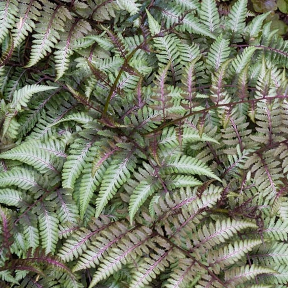 Athyrium nipponicum var. pictum - hölgypáfrány