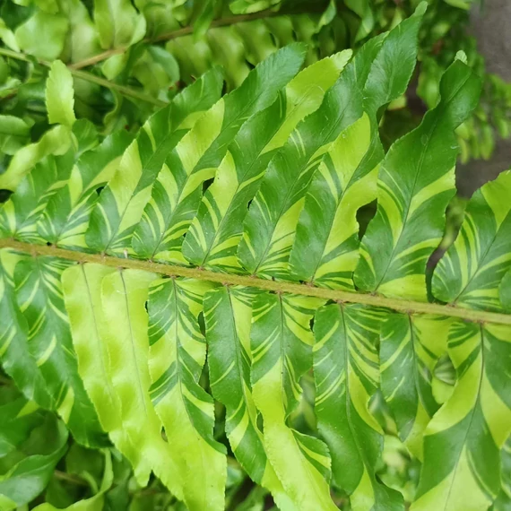 Nephrolepis Tiger Fern