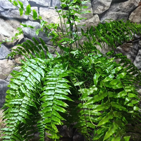 Nephrolepis Macho