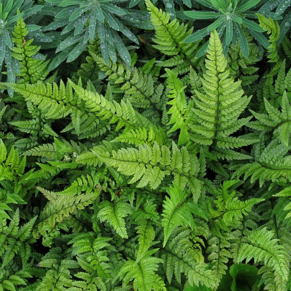 Polystichum tsus-simense - koreai sziklai páfrány