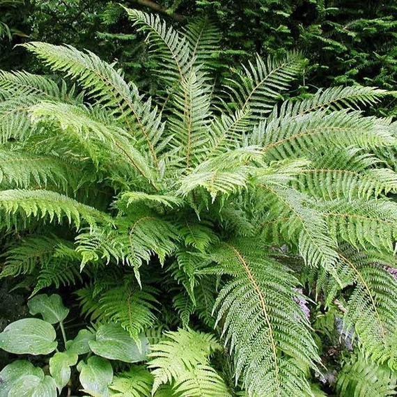 Polystichum setiferum 'Proliferum' - díszes vesepáfrány