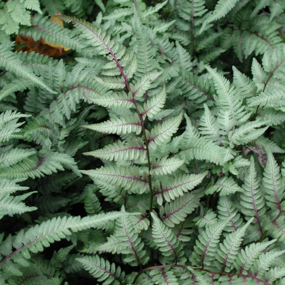 Athyrium var. pictum 'Metallicum' - japán hölgypáfrány