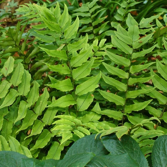Cyrtomium var. clivicola - magyalpáfrány