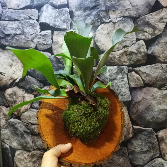 Platycerium bifurcatum - szarvasagancs páfrány, hengeres falapra erősítve