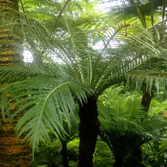 Blechnum 'Silver Lady'