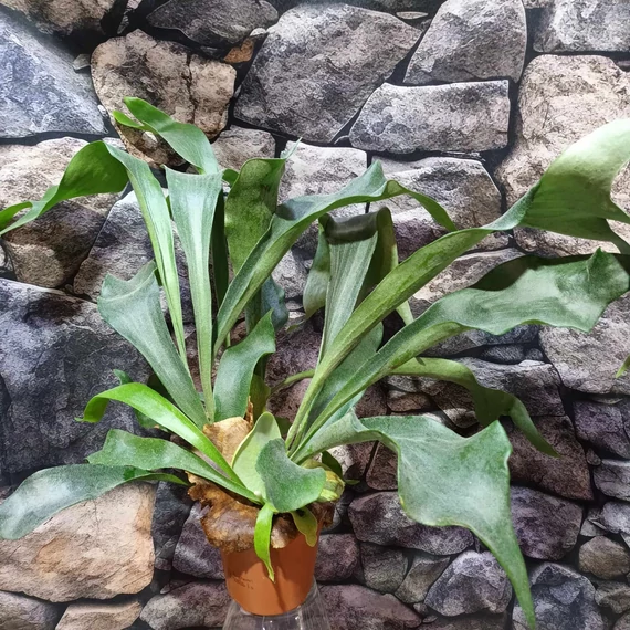 Platycerium bifurcatum, szarvasagancs páfrány