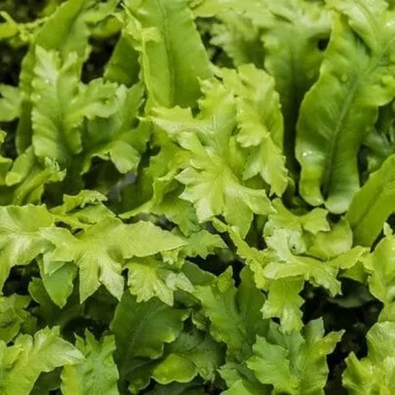 Asplenium scolopendrium 'Cristatum'