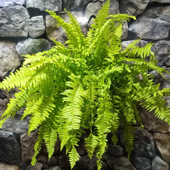 Nephrolepis exaltata 'Blonde'