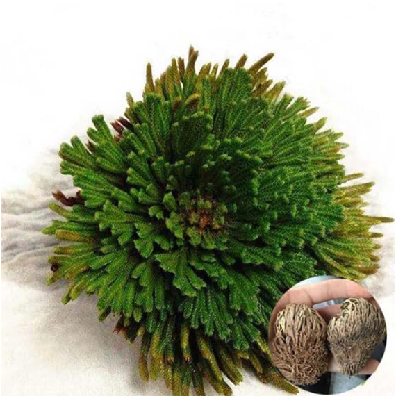 Selaginella lepidophylla - Jerikó rózsája