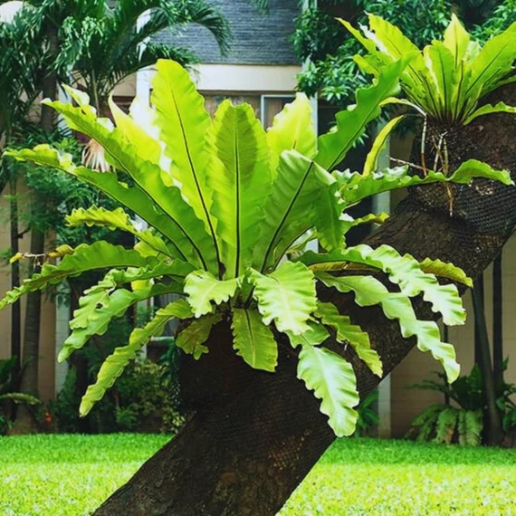 Asplenium nidus