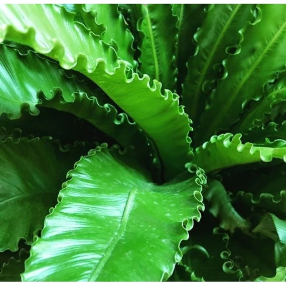 Asplenium Osaka