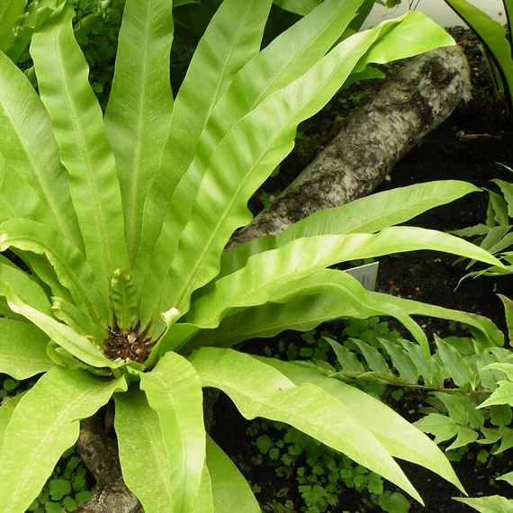 Asplenium antiquum
