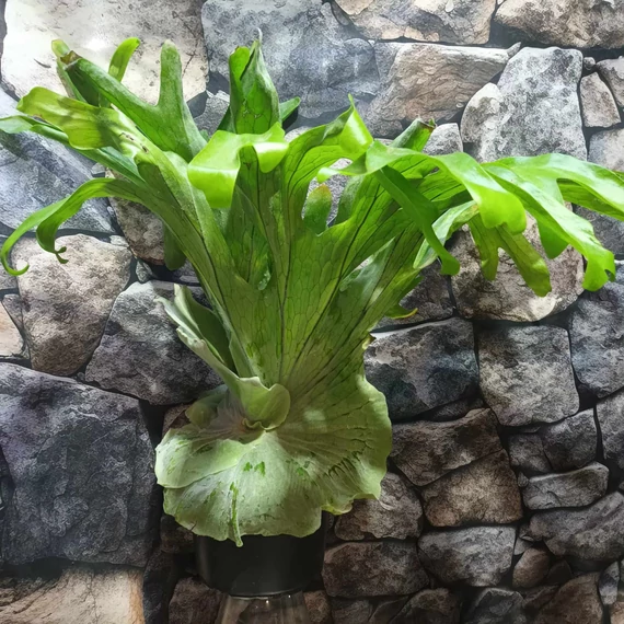 Platycerium superbum nagy méretben