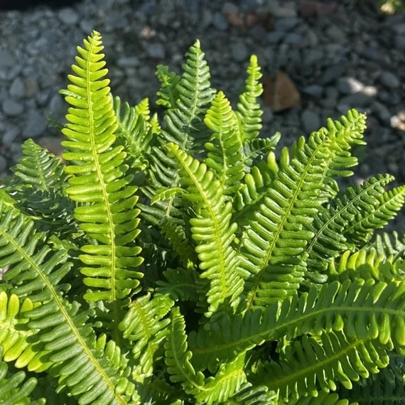 Blechnum spicant - erdei bordapáfrány