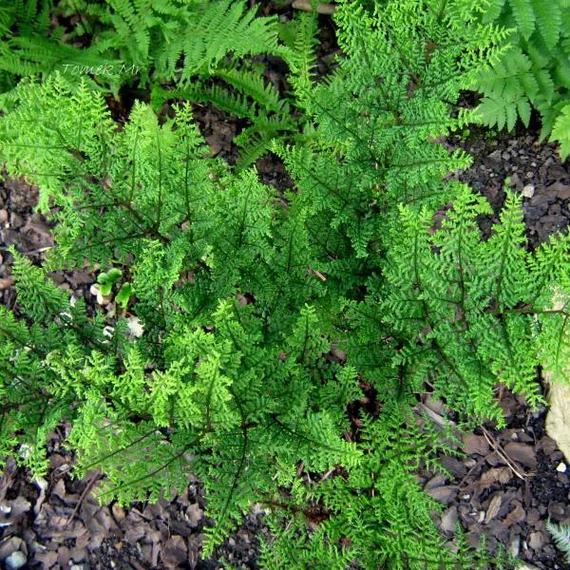 Dryopteris austriaca 'Lepidota Crispa Cristata' - csipkés pelyvás pajzsika