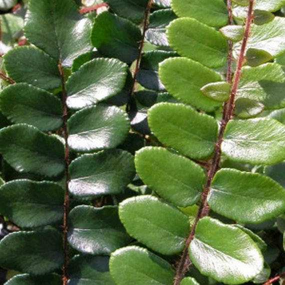 Pellaea rotundifolia - kereklevelű sziklapáfrány