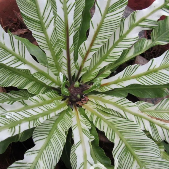 Asplenium australasicum 'Variegata'