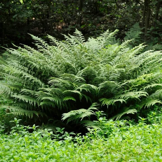 Athyrium filix-femina - erdei hölgypáfrány