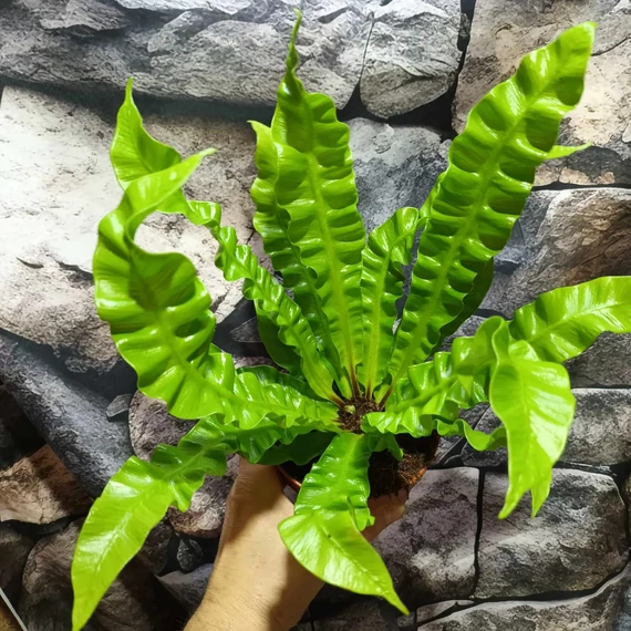 Asplenium nidus 'Crispy Wave'