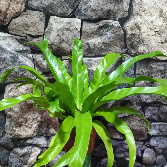 Asplenium Crissie