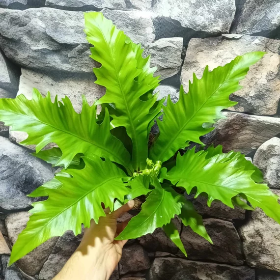 Asplenium 'Gioia' - madárfészekpáfrány