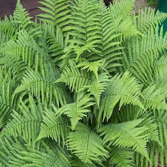 Dryopteris filix-mas 'Linearis Polydactyla' – Erdei pajzsika