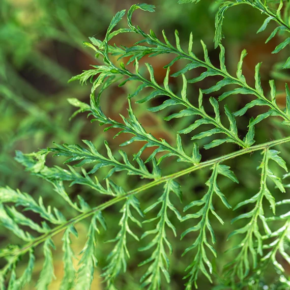 Dryopteris filix-mas 'Linearis Polydactyla' – Erdei pajzsika